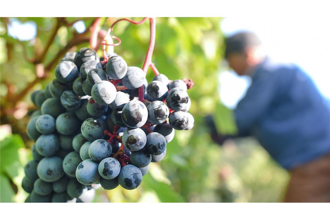 Weinlesen ist ein anstrengendes Geschäft.