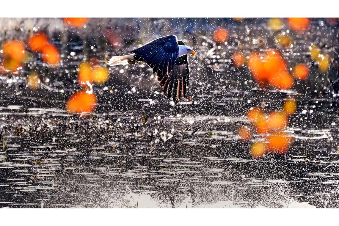 Weißkopfseeadler im Flug