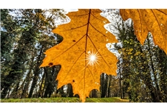 Wetter in Südbrandenburg: die Sonne strahlt durch ein an einem Baum hängendes Blatt.