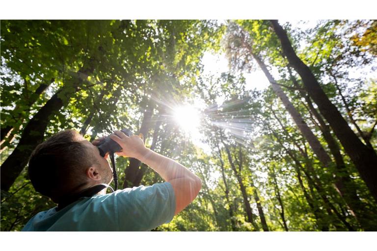 Wie geht's unserem Wald ? Während eines Fototermins zur Waldzustandserhebung, bei dem der Gesundheitszustand der Berliner Waldbäume stichprobenartig erfasst wird, schaut ein Förster durch ein Fernglas, um den Zustand einer Baumkrone zu beurteilen.