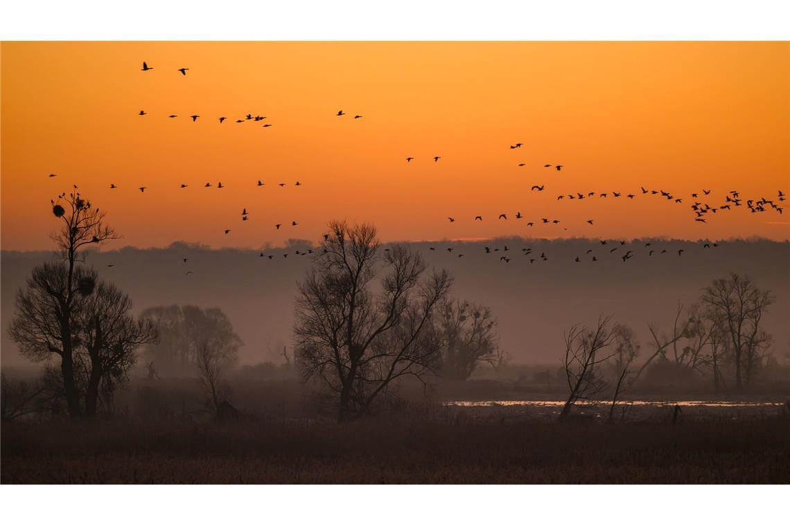 Wildgänse fliegen bei Sonnenaufgang am Morgenhimmel über den Nationalpark Unteres Odertal nördlich von Schwedt.