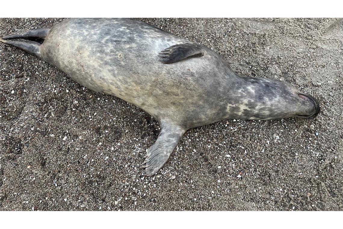 Woran die Kegelrobben an der Ostküste Rügens starben, ist noch unklar. Seit Anfang Oktober wurden 26 tote Tiere geborgen.