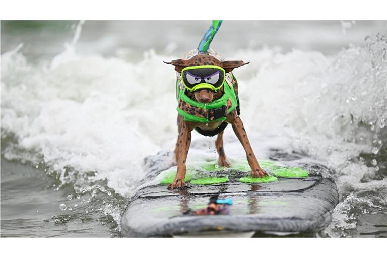 World Dog Surfing Championships in Pacifica, Kalifornien: Mit Schwimmweste und Kostüm treten die Hunde - hier der Zwergpinscher Rusty - im Wellenreiten gegeneinander an.