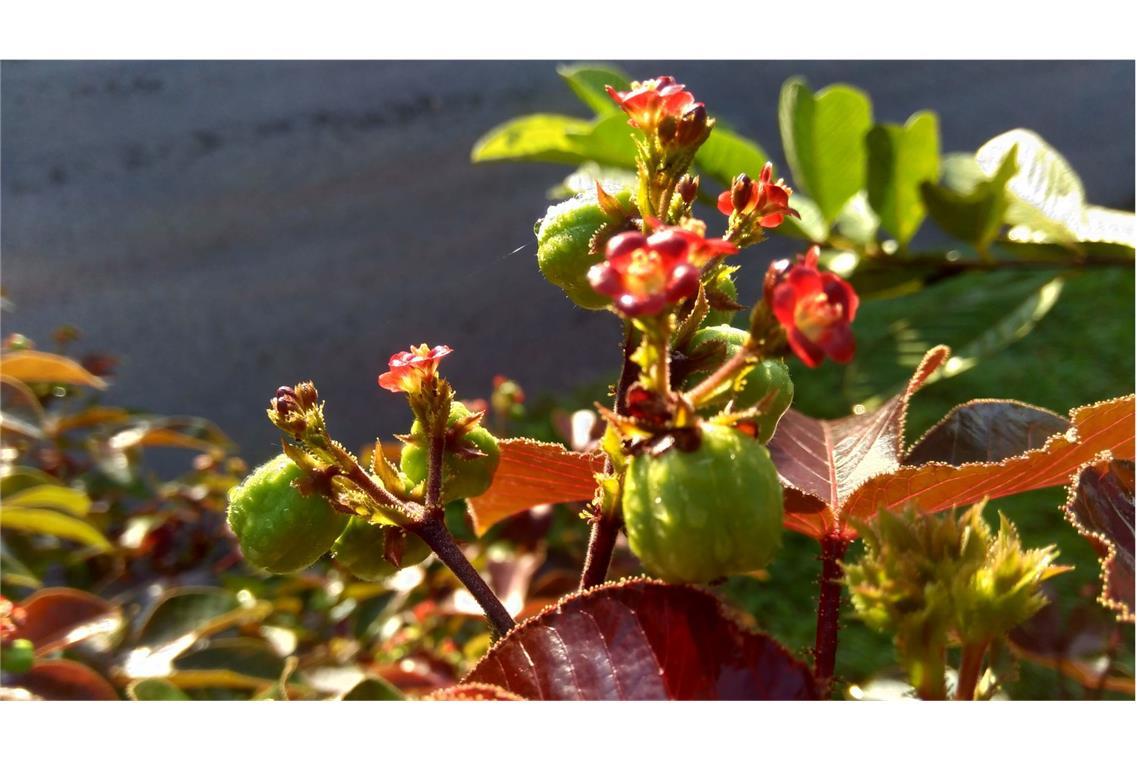 Wunderbaum, Rizinus (Ricinus communis L.): Er wird auch Christuspalme, Hundsbaum und Läusebaum genannt. Schon der Verzehr von zwei Samen ist für den Menschen absolut tödlich. Das im Baum enthaltene Gift führt zu einer Ricin-Vergiftung. Symptome sind Schleimhautreizungen, Schädigungen der Verdauungsorgane, Übelkeit und Erbrechen. Um nicht am Verzehr von Pflanzenteilen zu sterben, muss man sich sofort erbrechen, ein Gegengift ist nicht bekannt.