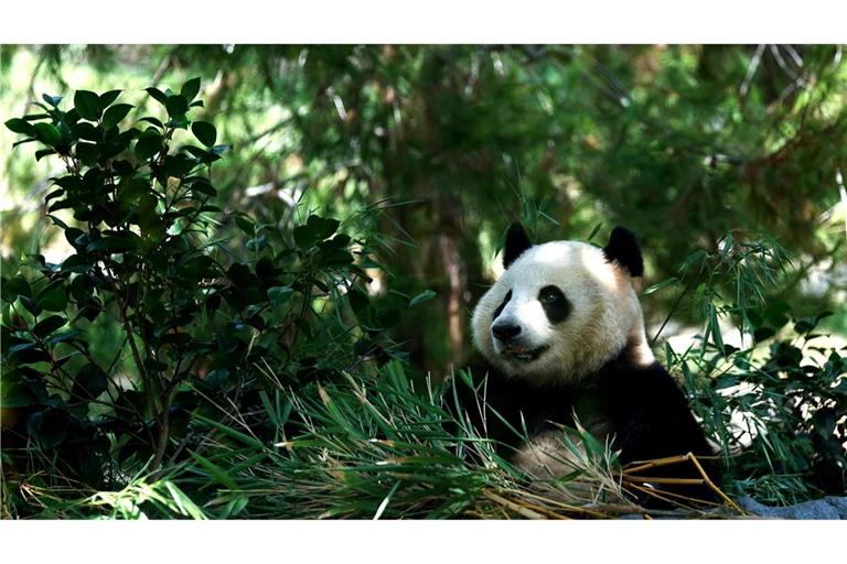 Xin Bao und Yun Chuan verzücken die Zoo-Besucher.