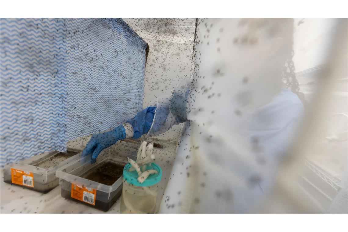 Zahlreiche Gelbfiebermücken, die zur Bekämpfung des Dengue-Fiebers mit Wolbachia-Bakterien modifiziert wurden, fliegen in einem Insektenkäfig in Rio de Janeiro. (Archivbild)