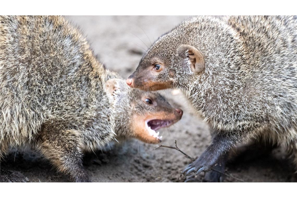 Zebramangusten spielen im Tierpark Berlin im Außengehege.