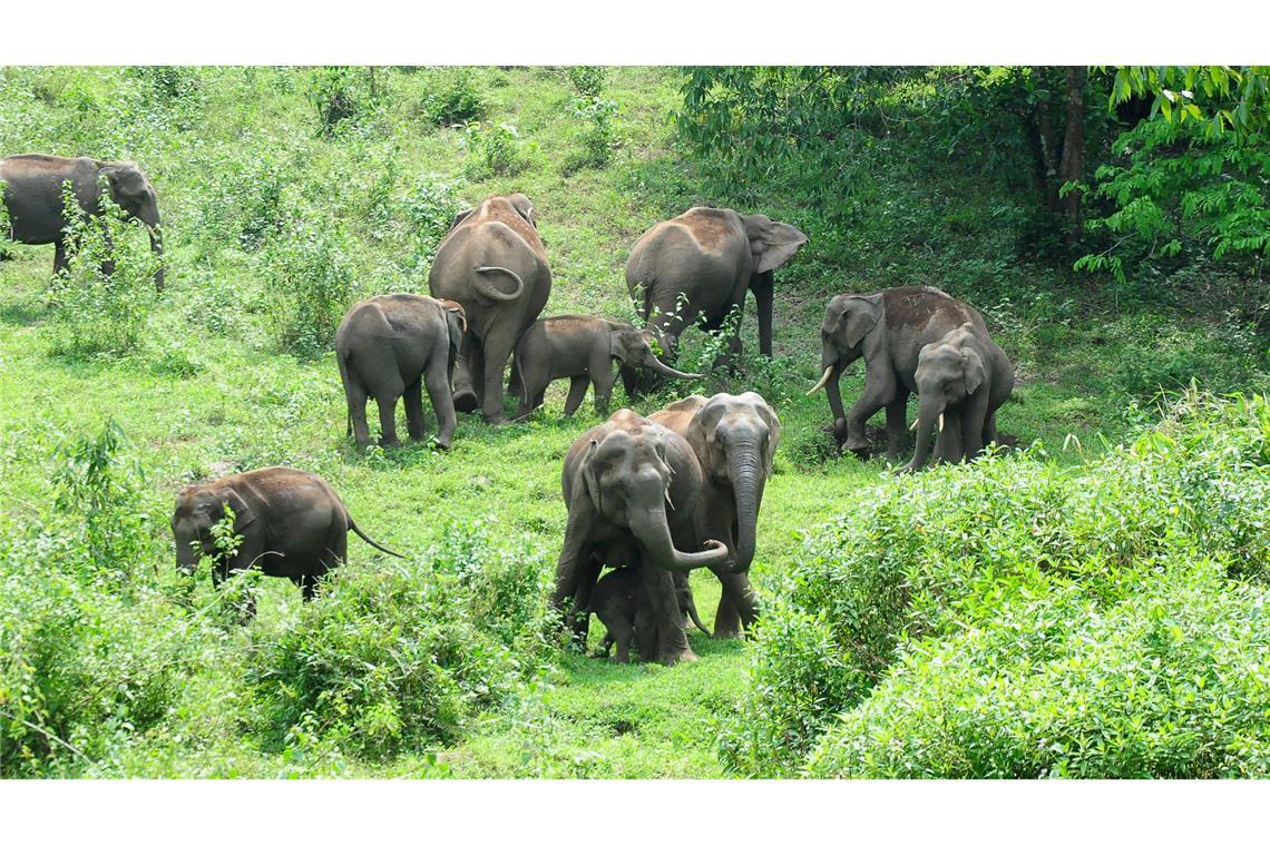 Zehntausende Elefanten leben in Indien. Straßen und Schienen durchschneiden ihre Lebensräume.