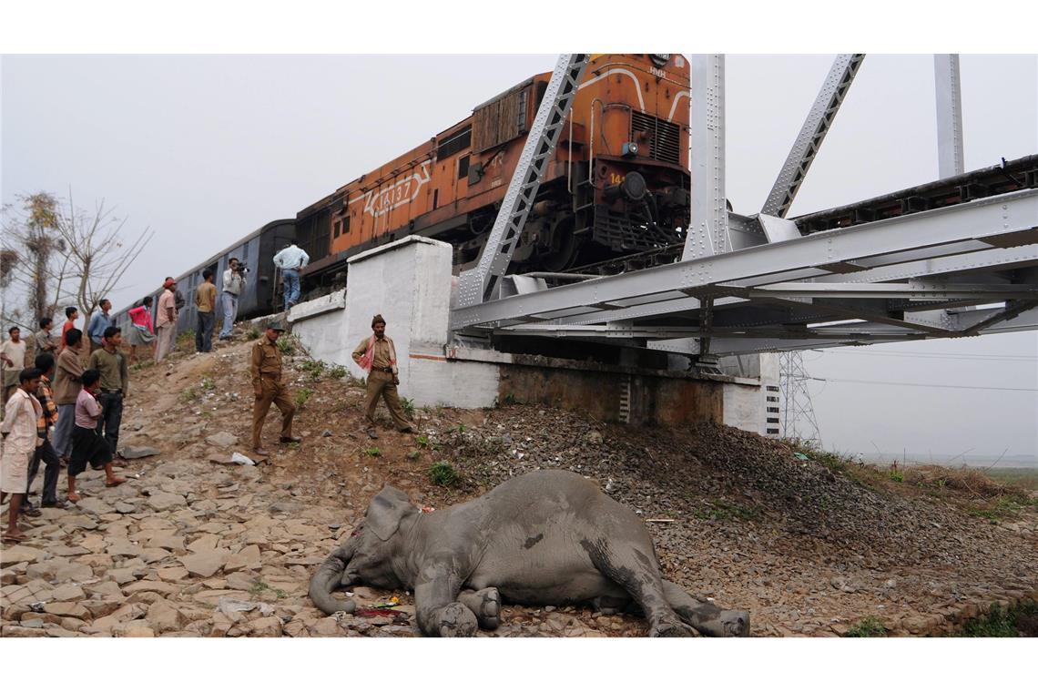 Zugstrecken in Indien sind nicht gesichert. Deswegen kommt es häufig zu Wildunfällen.