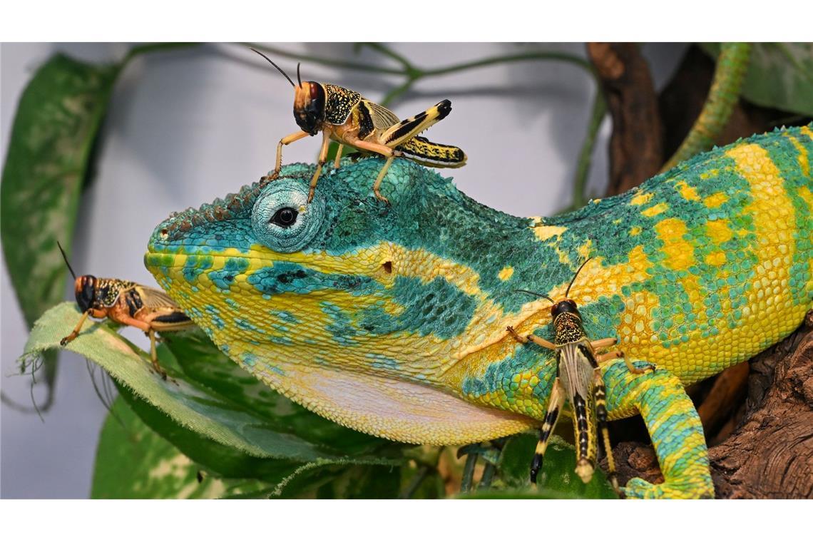 Zum Mittag gibt es Heuschrecke: Eine grüne Echse sitzt in einem Terrarium in einer Schau mit Kleintieren in Brünn in Tschechien und beobachtet ihr Mittagessen, das sich recht tollkühn verhält.