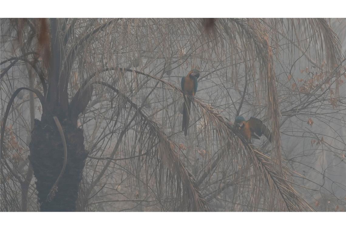 Zwei Aras sitzen auf einem Baum während Brände im Wald von Chiquitania in der Nähe von Concepcion wüten.