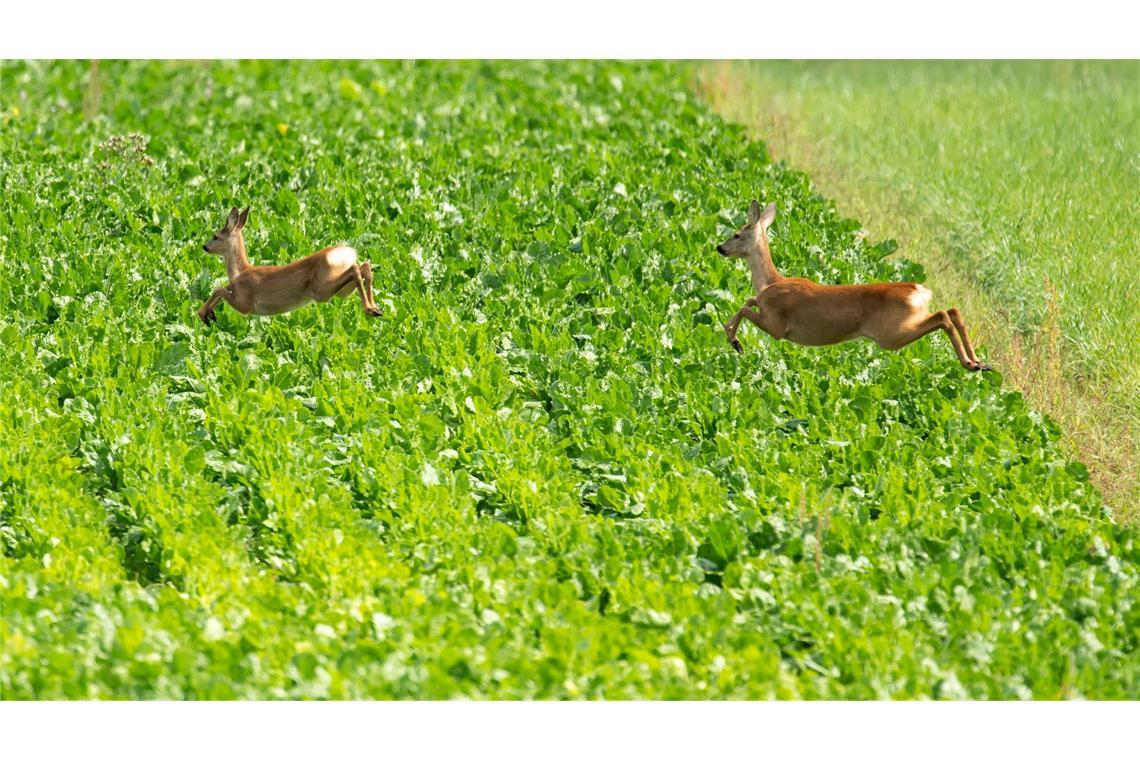 Zwei Rehe hüpfen  in Baden-Württemberg über ein Feld.