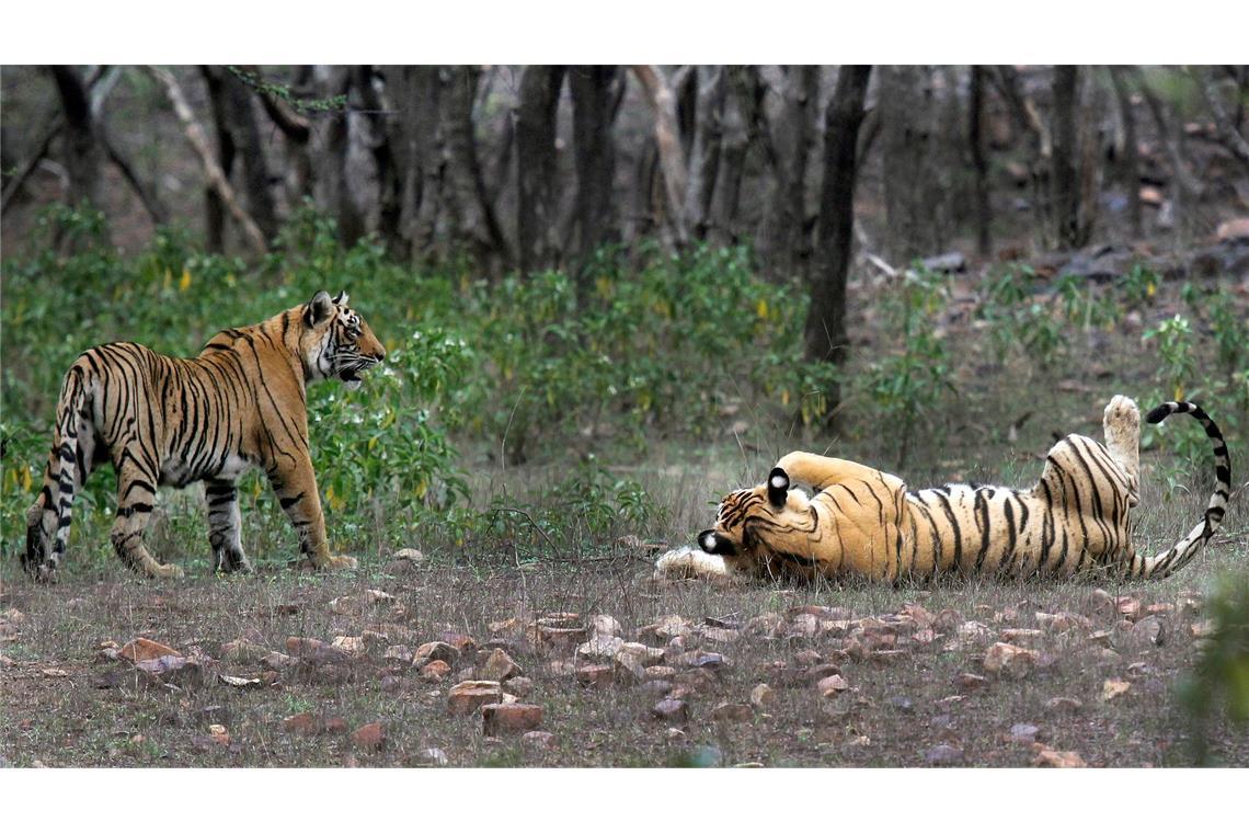 Zwei Tiger im Ranthambore-Nationalpark in Indien. (Foto Archiv)